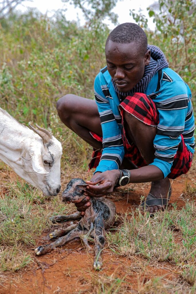 A man assists in the birth of a goat in rural Taita-Taveta, Kenya.